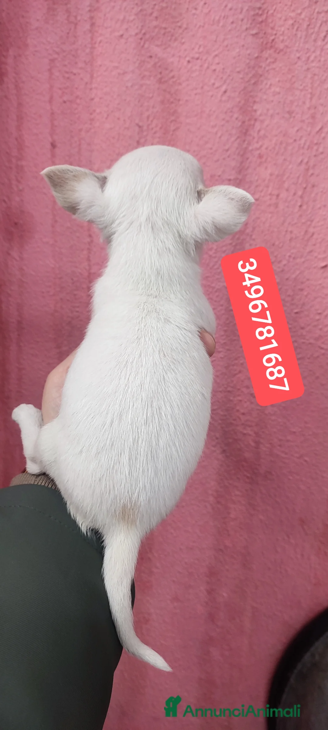 Chihuahua cani in vendita: CHIHUAHUA cucciolino stupendo  - Annuncio 3