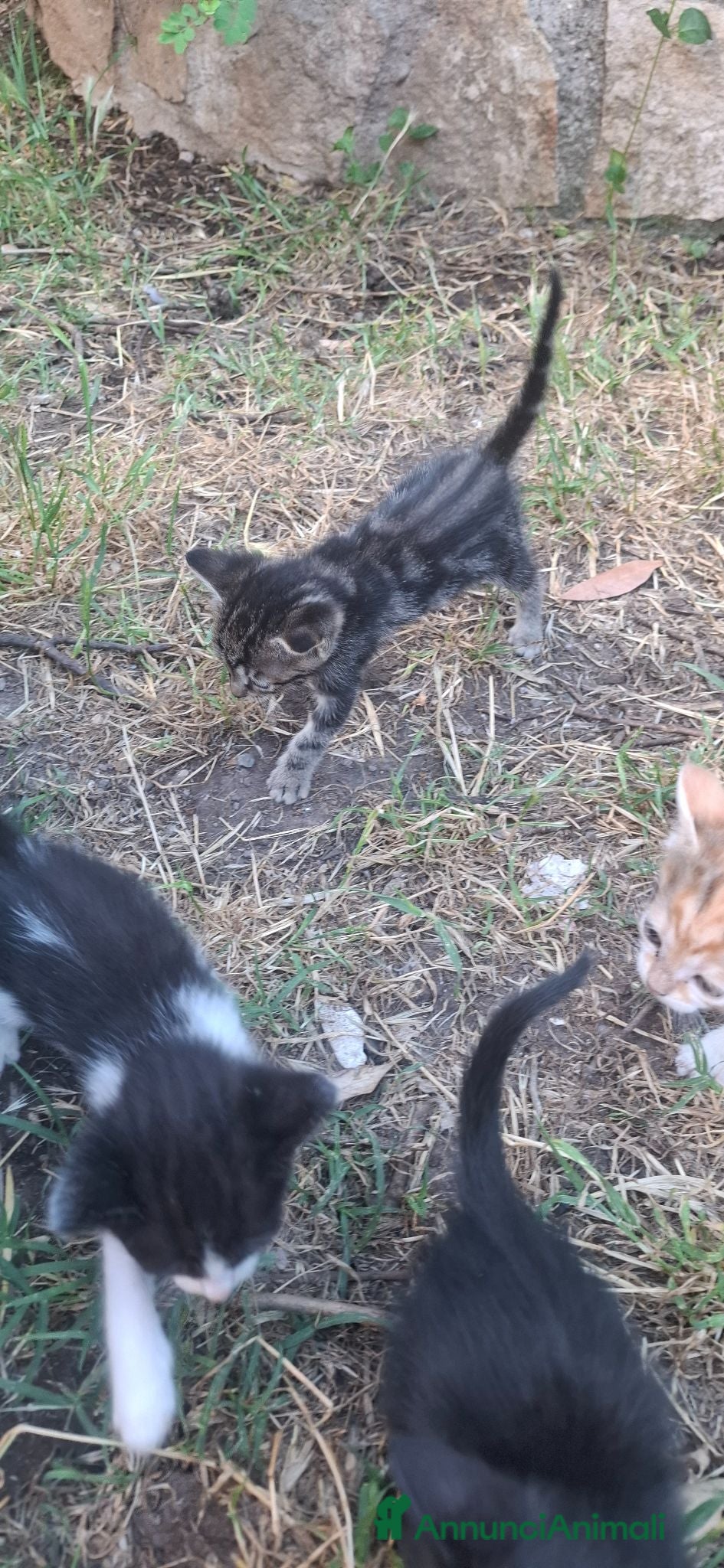 Meticcio gatti Gattini cedo solo a persone responsabili - Annuncio 1