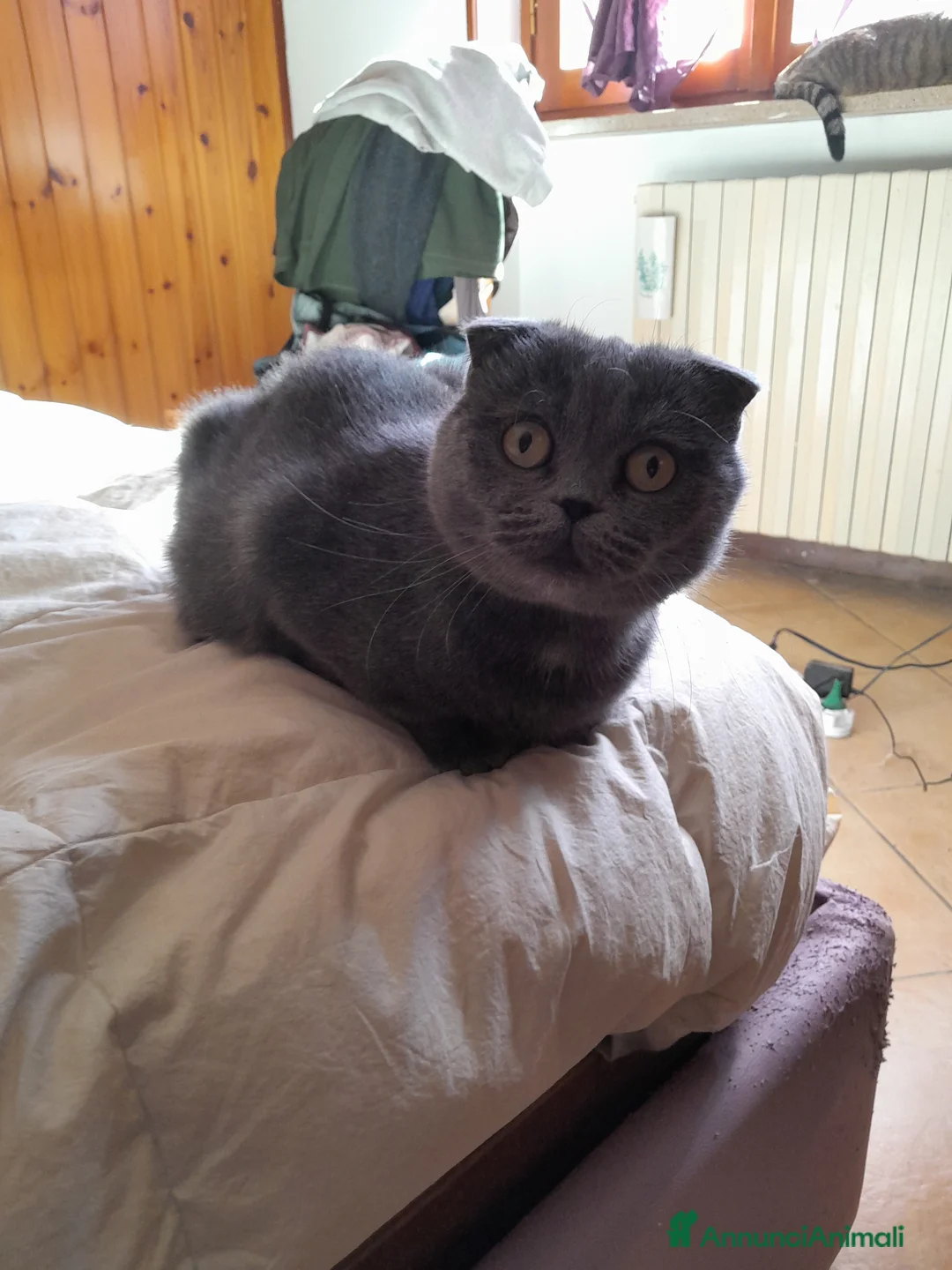 Scottish gatti per accoppiamento: Trilly a Città Metropolitana di Torino - Annuncio 2
