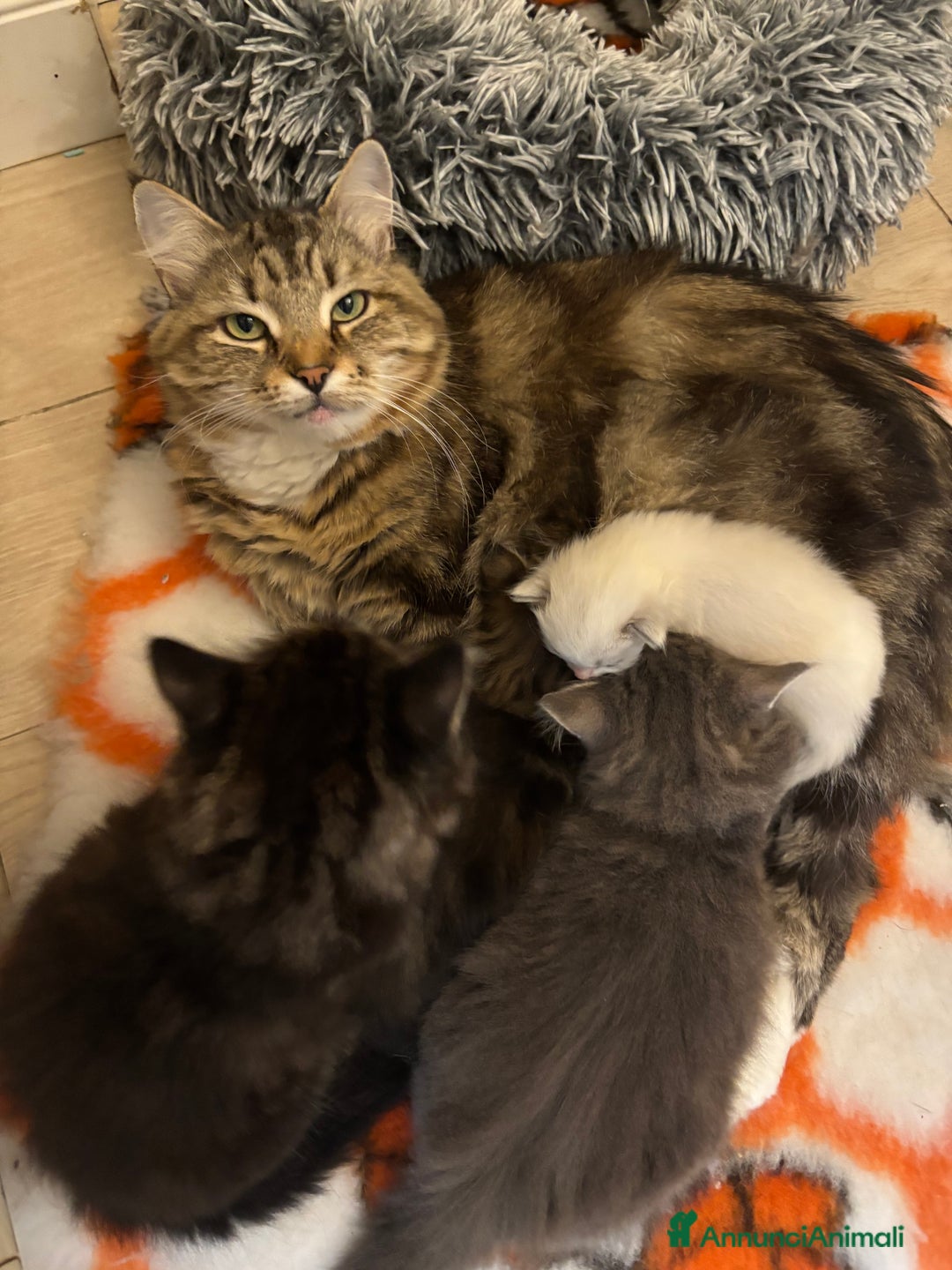 Siberiano gatti in vendita: Siberiano gattino ipoallergenico - Annuncio 2