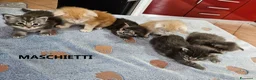 Maine Coon gatti in vendita: Cuccioli Maine Coon con pedigree - Annuncio 3