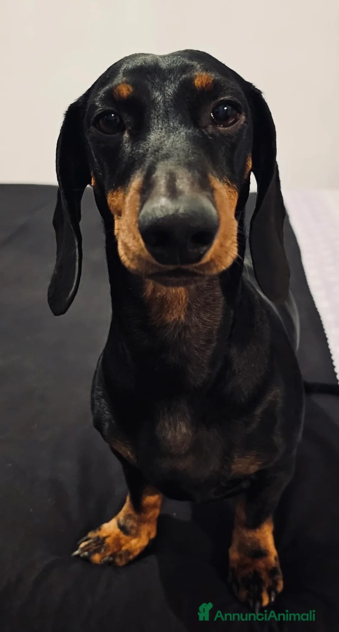 Bassotto cani per accoppiamento: Bassotto con pedigree cerca Bassotta per “coccole” a Provincia di Verona - Annuncio 2