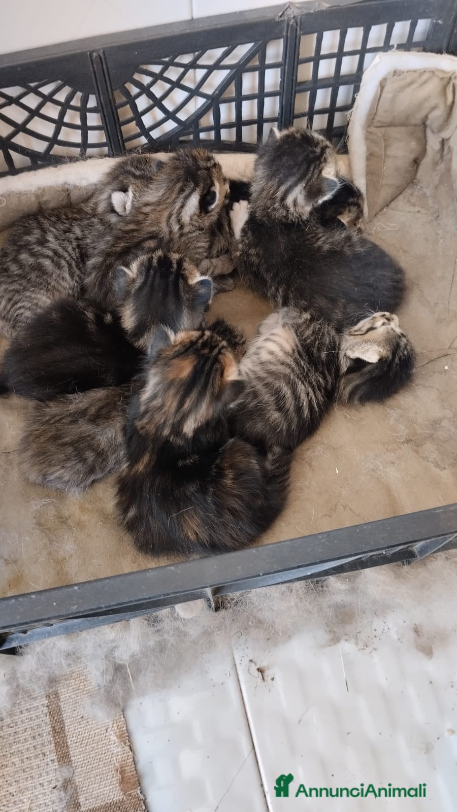 Europeo gatti Gattini tigrati  - Annuncio 10