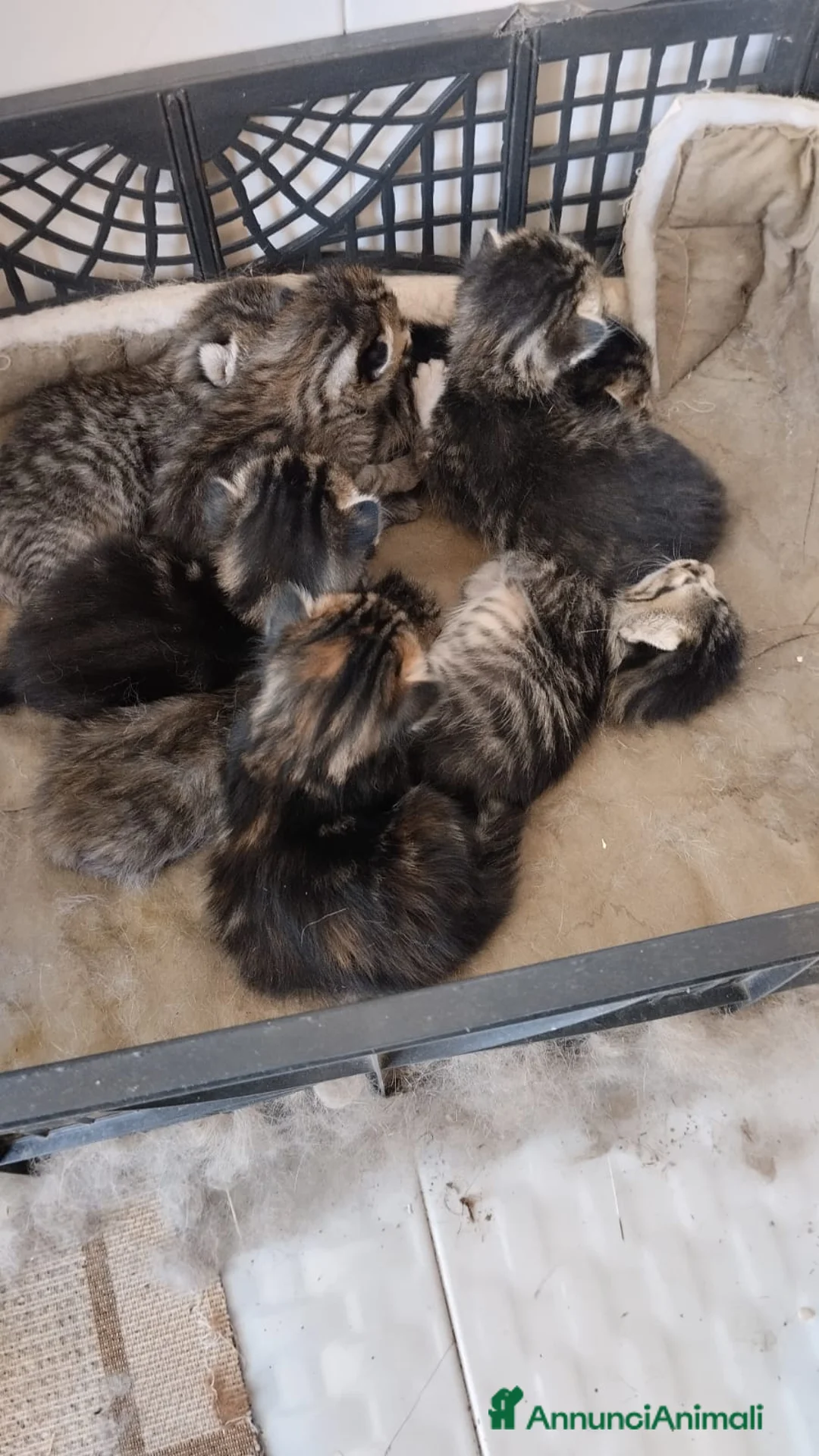 Europeo gatti in vendita: Gattini tigrati  - Annuncio 1