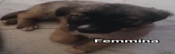 Meticcio cani in regalo: Cuccioli tenerissimi cercano casa - Annuncio 5