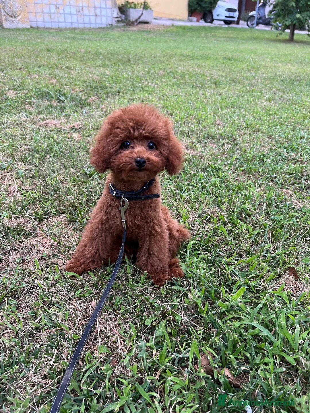 Barboncino Toy cani in vendita: Barboncini toy  - Annuncio 1