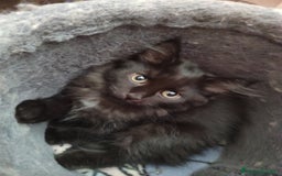 Siberiano gatti in vendita: Gattini siberiani  a Provincia di Padova - Immagine 7