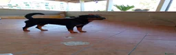 Rottweiler cani in vendita: Cucciola di Rottweiler  - Annuncio 6