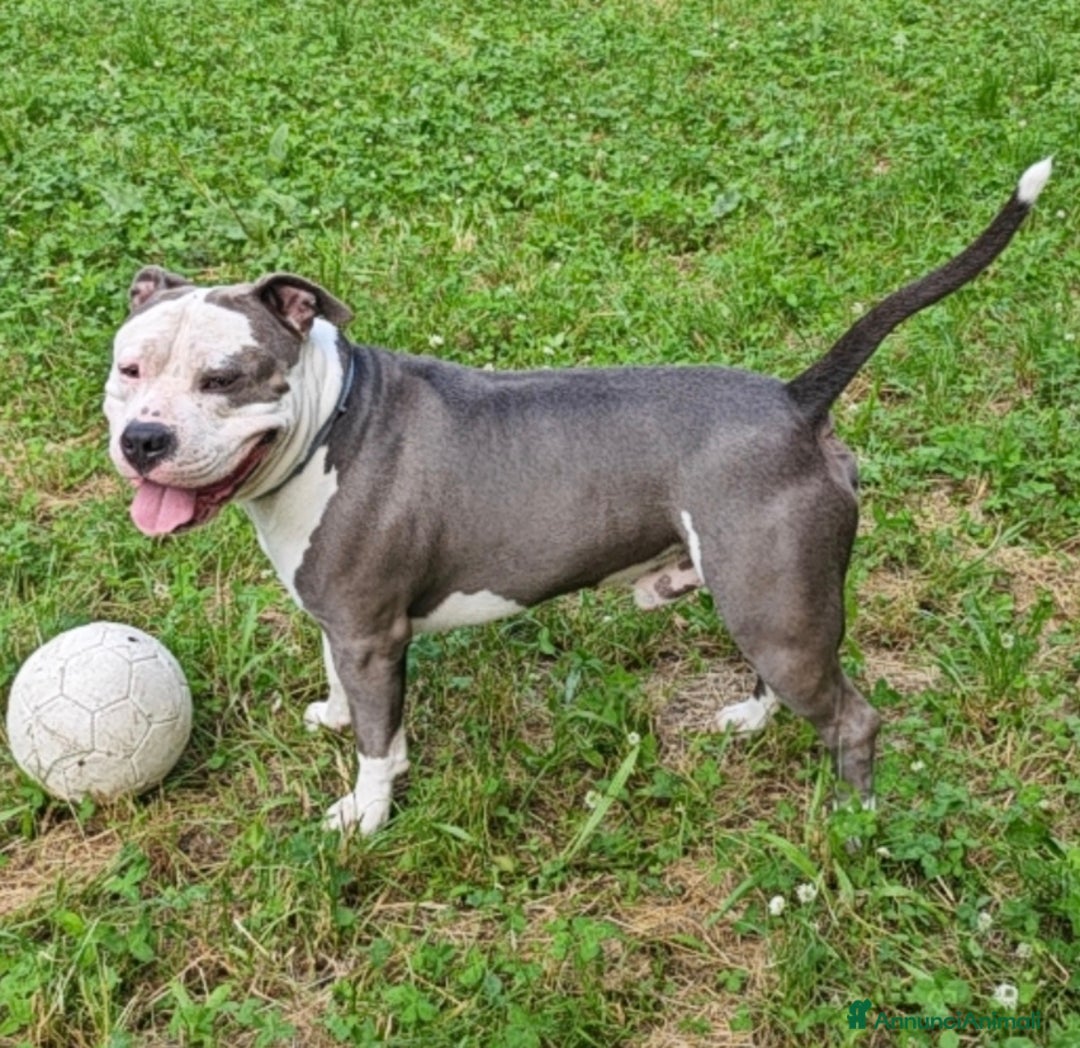 Pitbull cani per accoppiamento: Monta - Annuncio 23