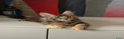 Maine Coon gatti in vendita: Cucciola Maine Coon  - Annuncio 8