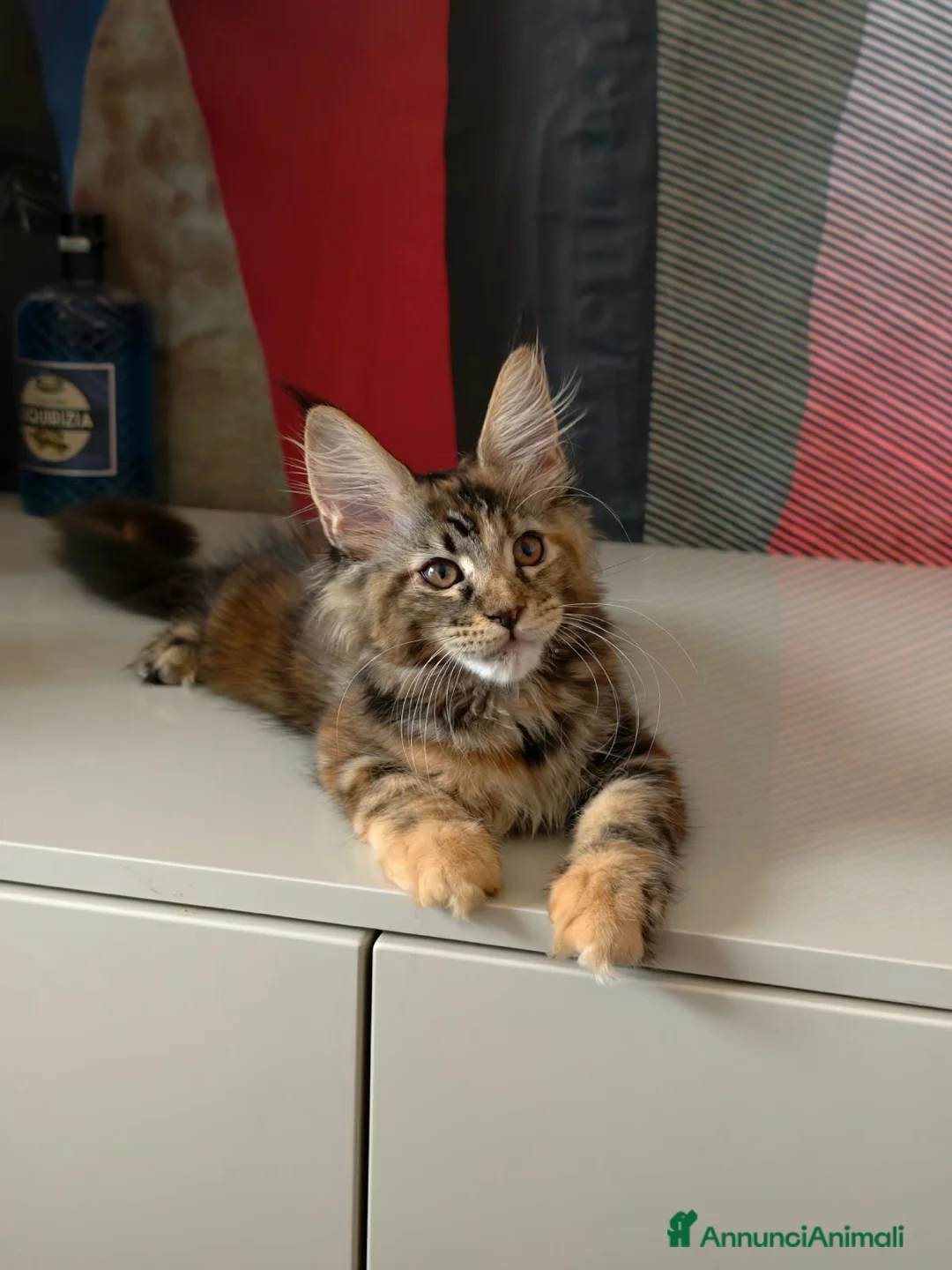 Maine Coon gatti in vendita: Cucciola Maine Coon  - Annuncio 8