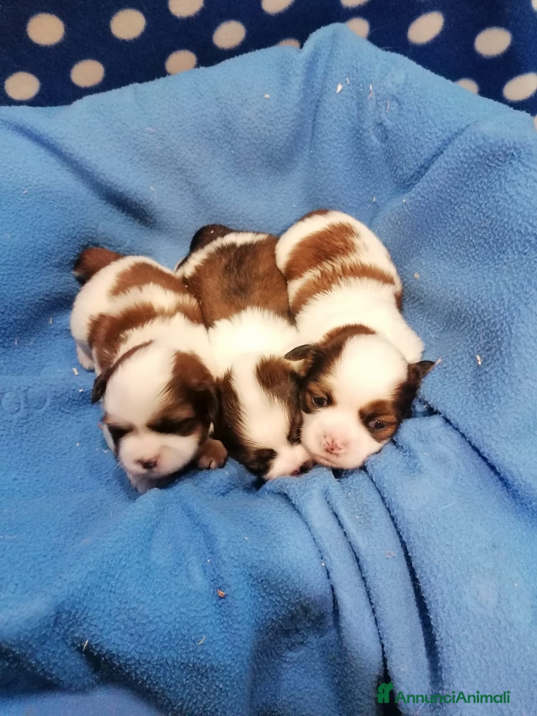 Shih Tzu cani in vendita: Shih Tzu cuccioli a Province of Rovigo - Immagine 9