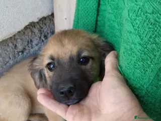 Meticcio cani CUCCIOLI - Annuncio 9