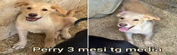 Meticcio cani in regalo: CUCCIOLI IN CERCA D'AMORE  a Provincia di Prato - Annuncio 5