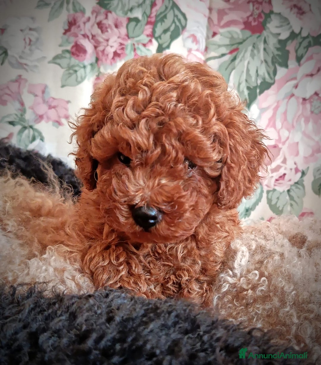 Barboncino cani in vendita: Barboncini Nani disponibili con Pedigree ENCI  - Annuncio 24