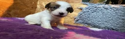 Jack Russell cani in vendita: Jack Russell terrier pelo ruvido  - Annuncio 14