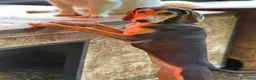 Meticcio cani in regalo: 4 CUCCIOLI simpaticissimi e coccoloni in canile! - Annuncio 3