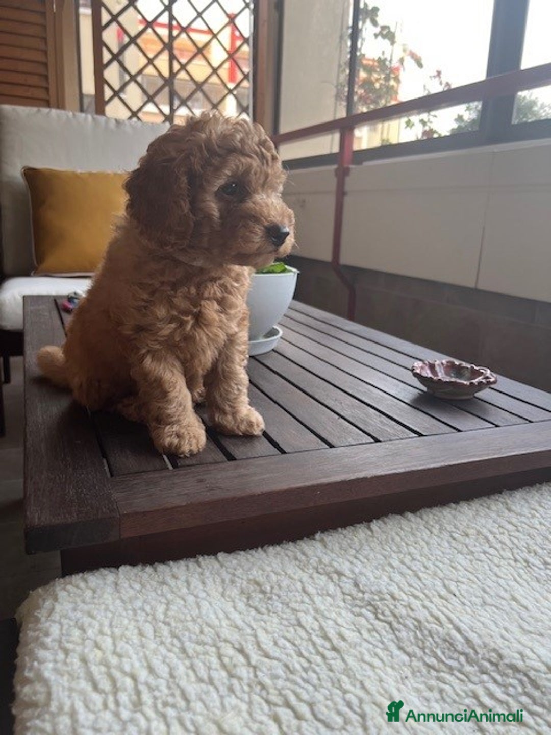 Barbone cani in vendita: Barboncino Red a Città metropolitana di Milano - Immagine 4