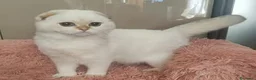 Scottish gatti in vendita: Cuccioli Scottish fold pedigree ENFI a Provincia di Verona - Annuncio 2