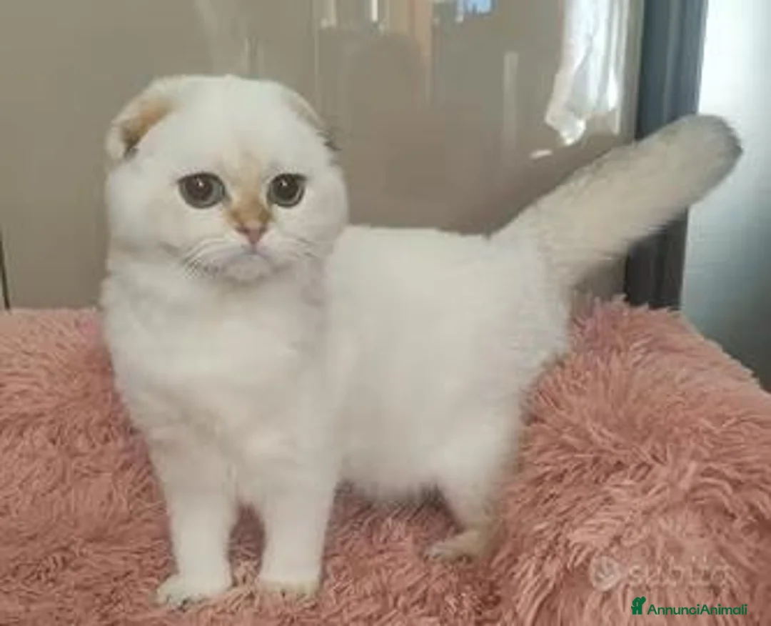 Scottish gatti in vendita: Cuccioli Scottish fold pedigree ENFI a Provincia di Verona - Annuncio 2