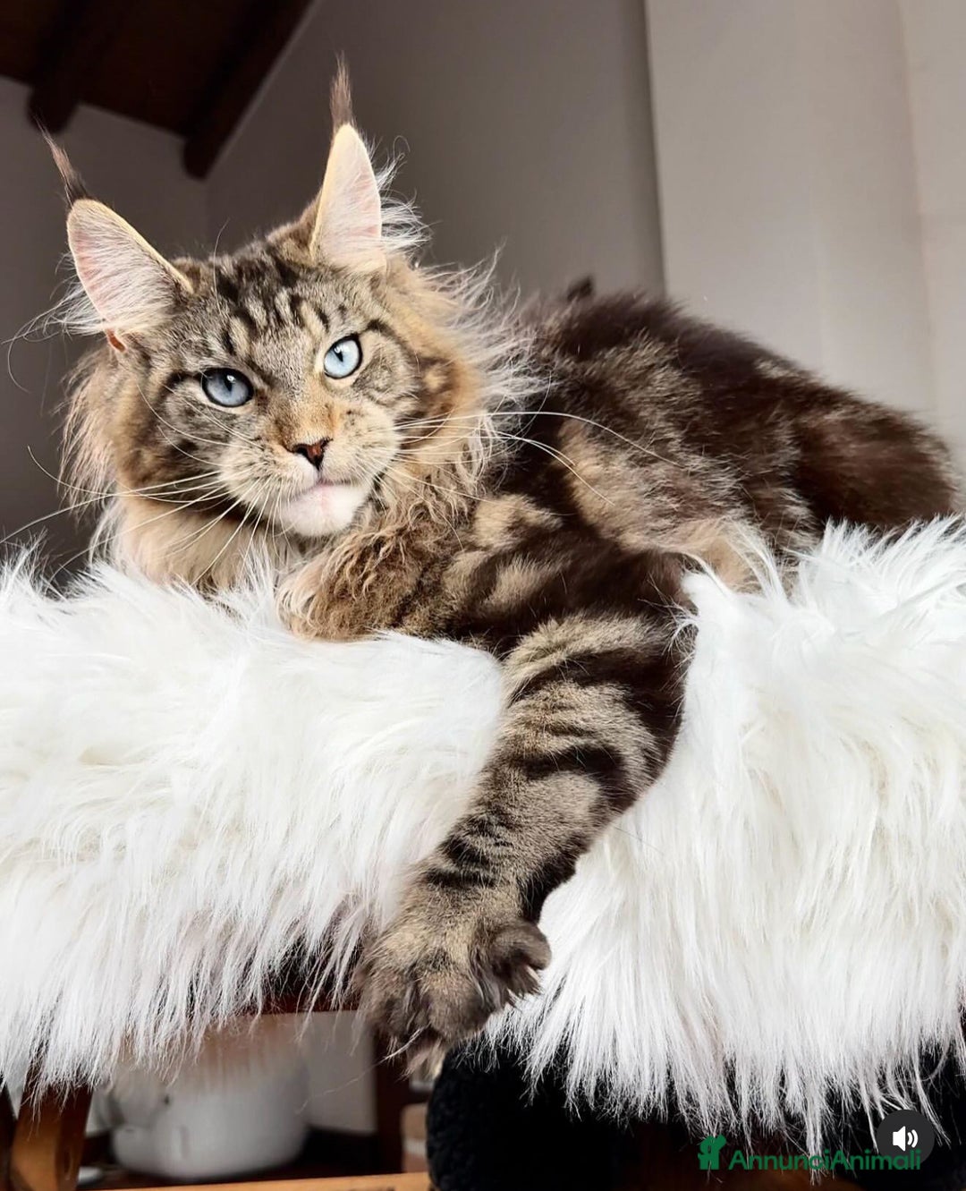 Maine Coon gatti in vendita: Cuccioli Maine Coon disponibili alla prenotazione - Annuncio 2