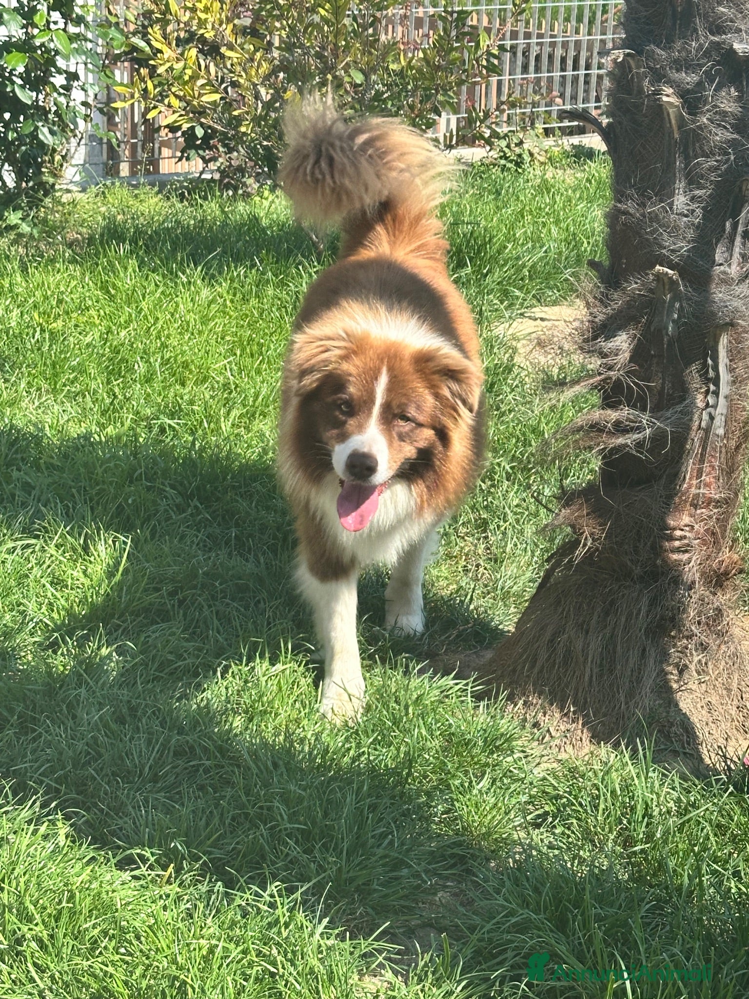 Border Collie cani Border collie maschio - Annuncio 1