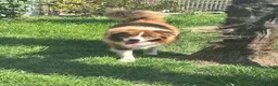 Border Collie cani in vendita: Border collie maschio - Annuncio 1
