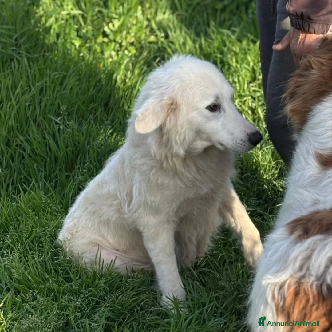 Meticcio cani in regalo: DUCHESSA simil maremmano 2 anni cerca casa  - Annuncio 2