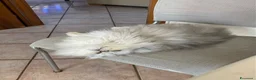 Persiano gatti in vendita: Persiana Chincilla con pedigree - Annuncio 4