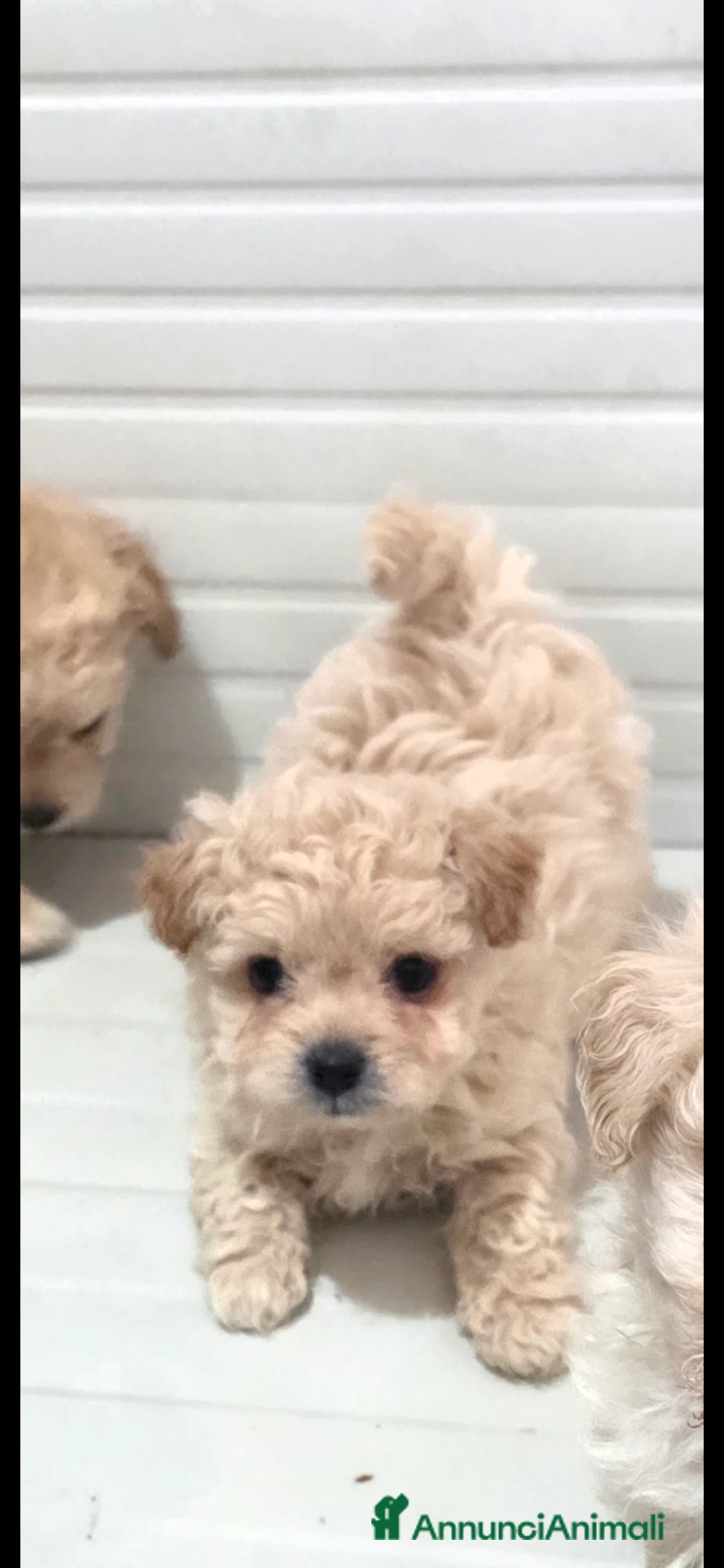 Maltipoo cani in vendita: Maltipoo  - Annuncio 13