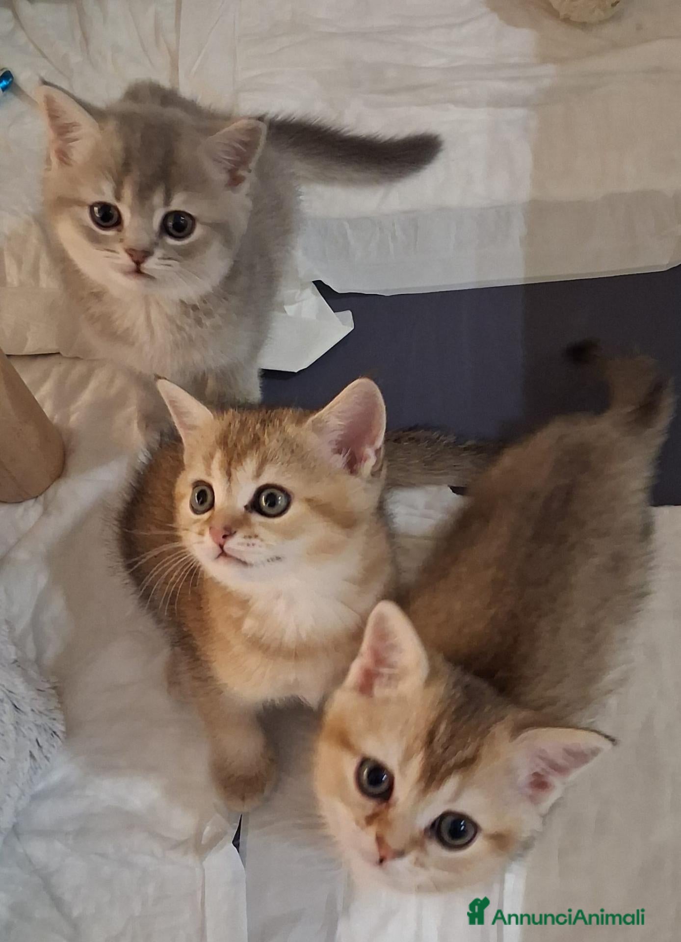 Scottish gatti Splendidi cuccioli Scottish Straight – Modena - Annuncio 9