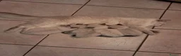 Siberiano gatti in vendita: Gatto siberiano neva  - Annuncio 2