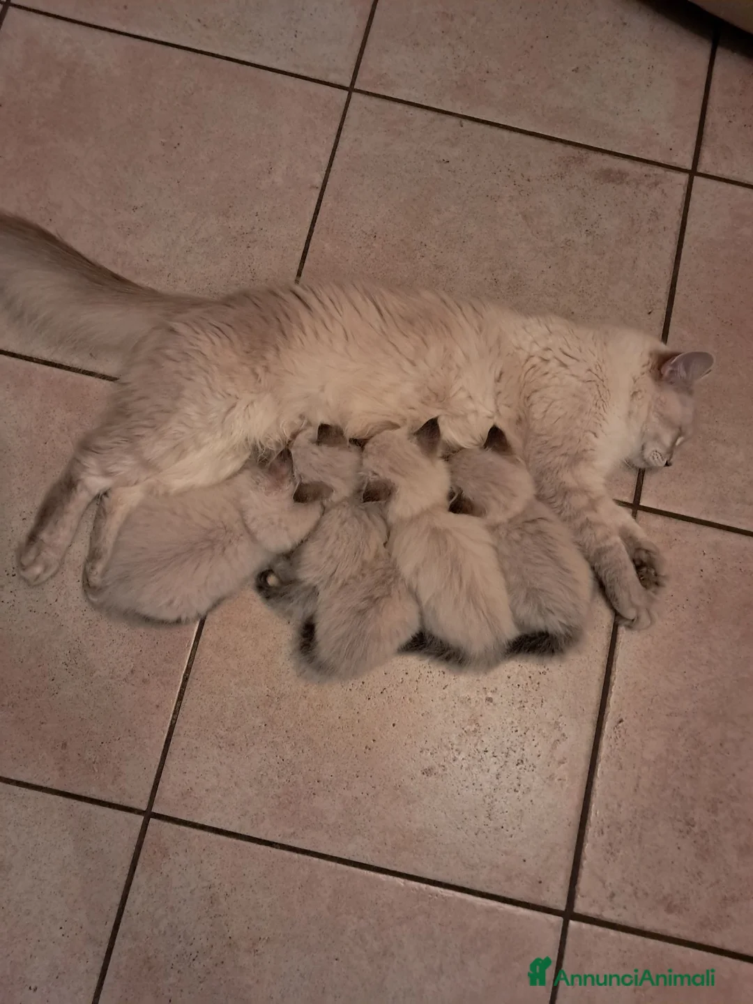 Siberiano gatti in vendita: Gatto siberiano neva  - Annuncio 2