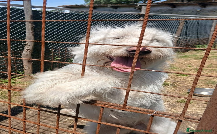 Spinone cani a Città metropolitana di Roma Capitale - Annuncio 2