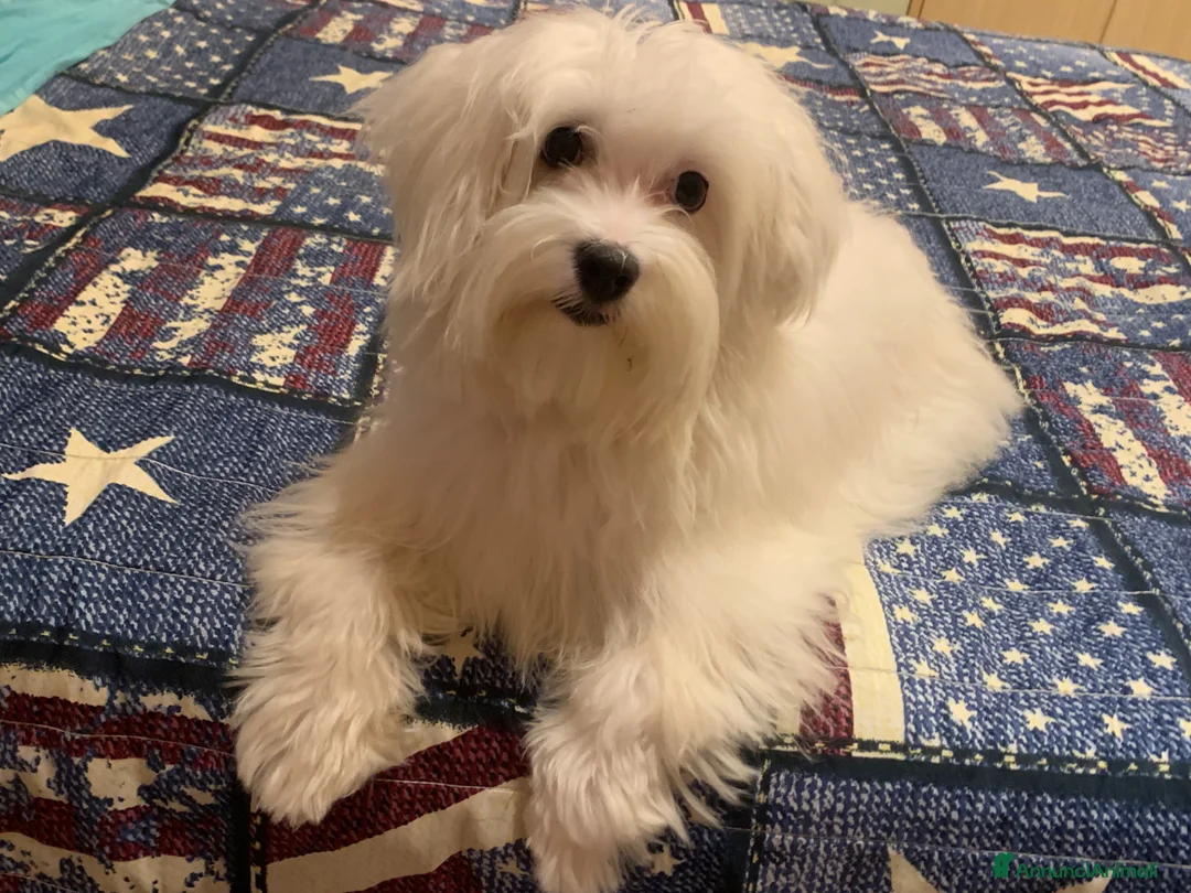 Maltipoo cani in vendita: Sally cerca casa a Città Metropolitana di Bologna - Annuncio 3