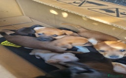 Meticcio cani in vendita: Chiuawa/pincher  a Città metropolitana di Roma Capitale - Immagine 10