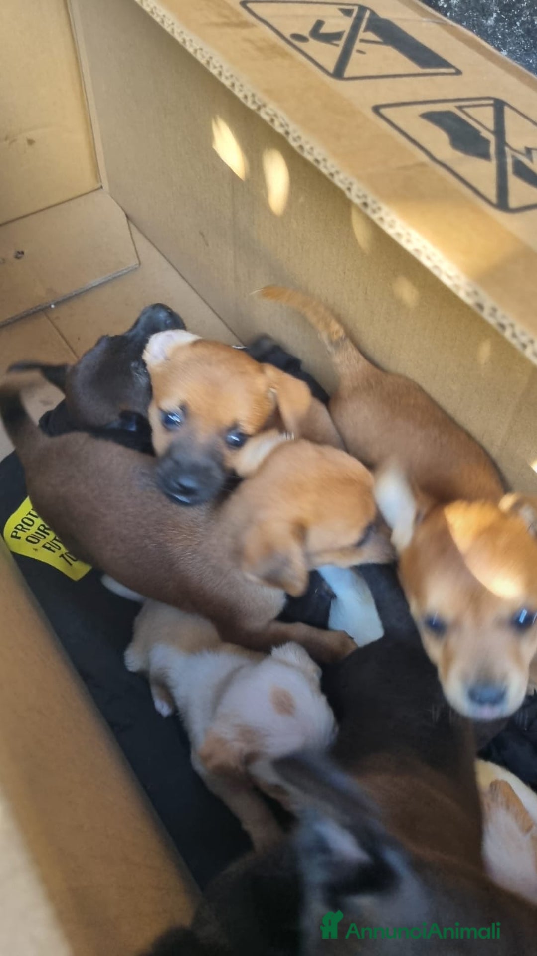 Meticcio cani in vendita: Chiuawa/pincher  a Città metropolitana di Roma Capitale - Immagine 10