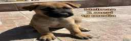 Meticcio cani in regalo: CUCCIOLI, URGENTE: TEMPO SCADUTO  a Provincia di Arezzo - Annuncio 9