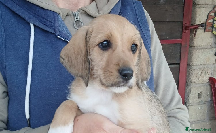Meticcio cani - Annuncio 14