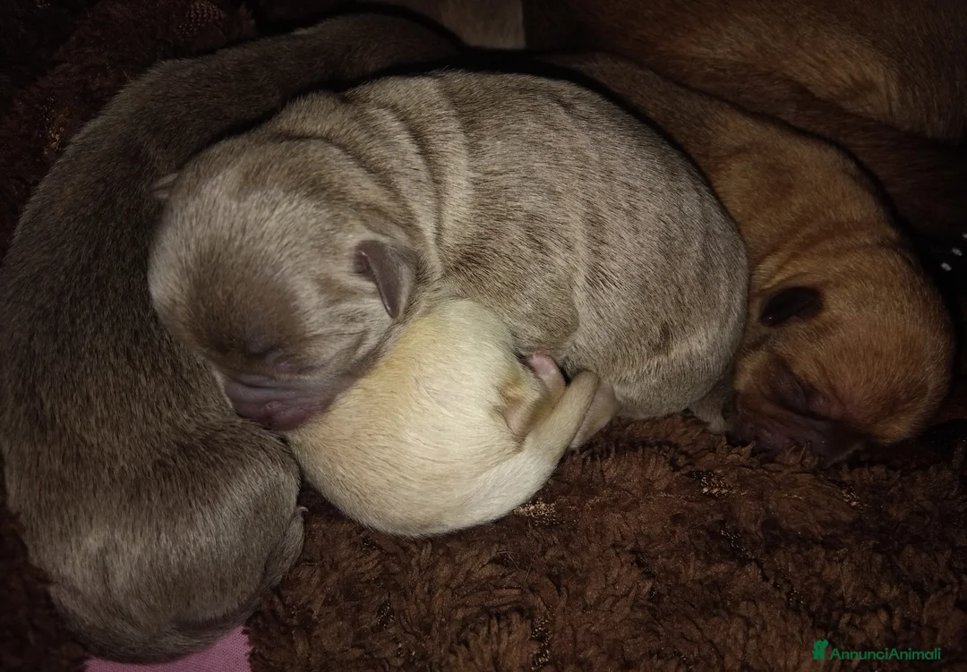 Chihuahua cani in vendita: Piccolini Chihuahua  a Città metropolitana di Milano - Annuncio 7