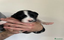 Bearded Collie cani in vendita: Cuccioli Border Collie cercano Famiglia a Provincia di Treviso - Immagine 4