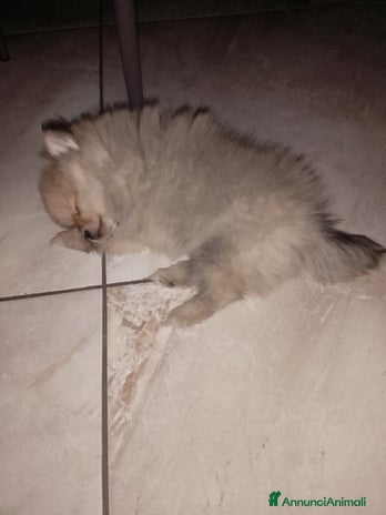 Volpino Pomerania cani - Annuncio 8