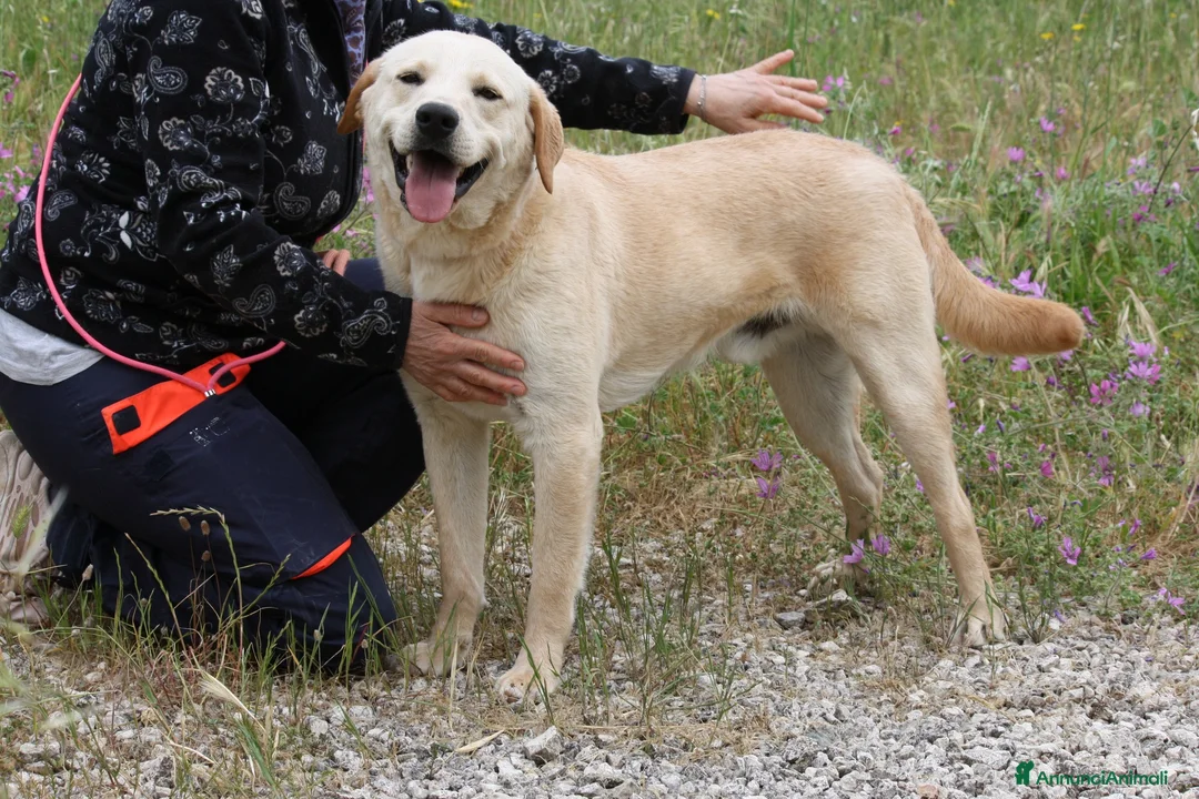 Meticcio cani in regalo: Goran 1 anno cucciolotto equilibrato  - Annuncio 1