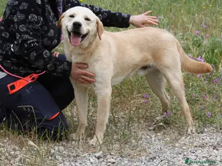 Meticcio cani Goran 1 anno cucciolotto equilibrato - Annuncio 19