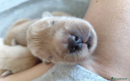 Golden Retriever cani in vendita: Golden Retriever Americano  a Città Metropolitana di Napoli - Immagine 2