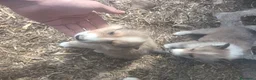Collie cani in vendita: Pastore scozzese (lessie) - Annuncio 9