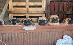 Bullmastiff cani in vendita: Cuccioli Bullmastiff  - Immagine 11