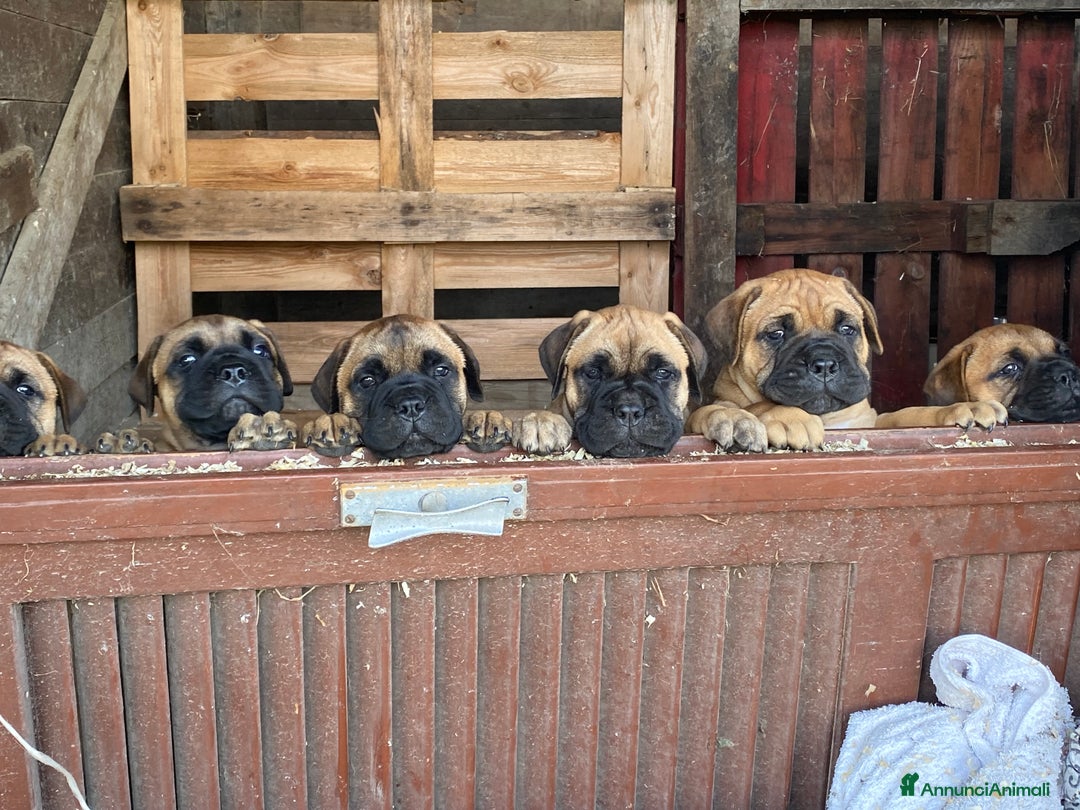 Bullmastiff cani in vendita: Cuccioli Bullmastiff  - Annuncio 11