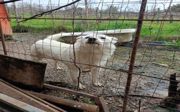 Meticcio cani in regalo: LUCKY a Provincia di Avellino - Immagine 5