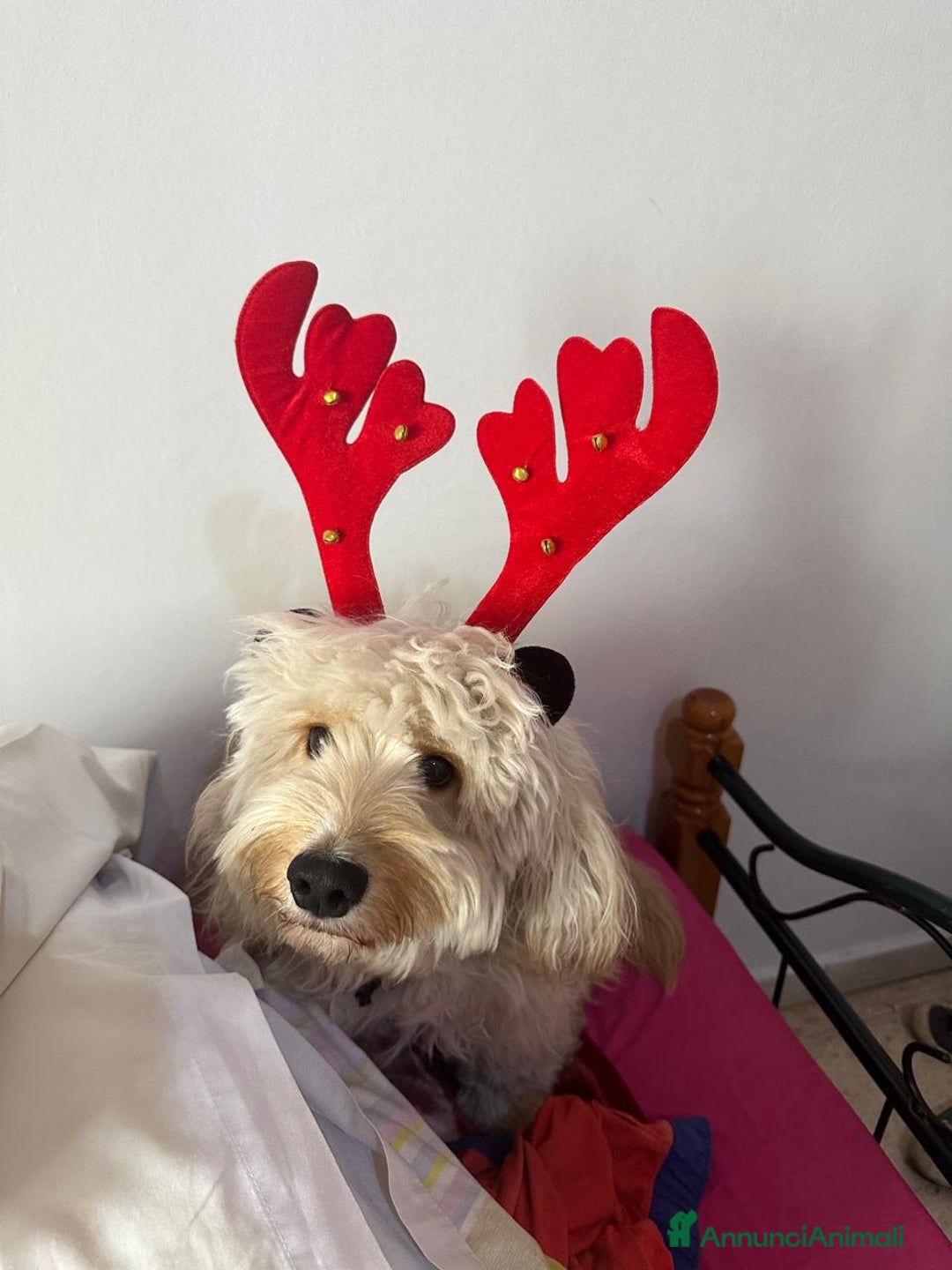 Barboncino cani in regalo: Splendido Barboncino - FLUFFY - Annuncio 13